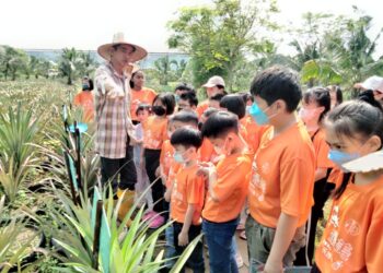 LIM Yong Wah (bertopi) memberikan penerangan kepada kanak-kanak  mengenai tanaman nanas ketika lawatan ke Nictar Pineapple Park di Batu 24, Pekan Nanas, di Pontian.