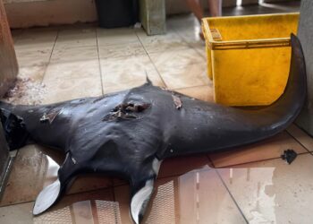 IKAN pari dinamakan manta rays yang kini disenarai sebagai 'terancam', oleh Senarai Merah Kesatuan Antarabangsa Pemuliharaan Alam Semula Jadi (IUCN).