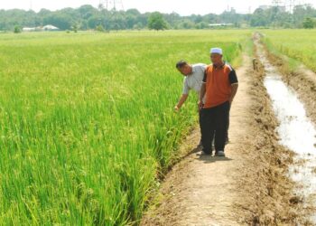 PARA pesawah melihat padi yang mula membesar di Paya Luboh, Tangga Batu, Melaka. - UTUSAN/AMRAN MULUP