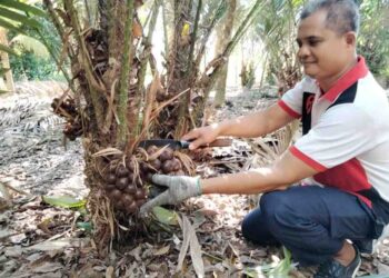 NORMAN ALI menunjukkan buah salak yang sudah matang di kebunnya di Lorong Tengah, Kampung Rimba Terjun, Pontian, Johor.