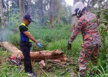 MANGSA yang dihempap pokok di kebun Pantu Mail, Kanowit diperiksa oleh pihak anggota bomba dan polis sebelum diserahkan kepada KKM, petang tadi.