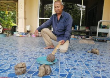 YONG Ahmad menunjukkan najis gajah di hadapan rumahnya di Kampung Basung, Hulu Terengganu. - UTUSAN/NOOR HAYATI MAMAT
