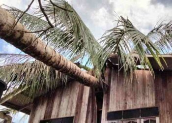 KEADAAN pokok kelapa yang tumbang dan menghempap rumah Tengku Rosman Tengku Jaafar di Kampung Shukor, Hulu Dungun, Dungun, semalam. – UTUSAN/NIK NUR IZZATUL HAZWANI NIK ADNAN