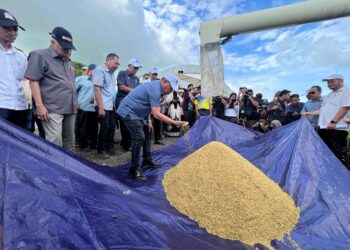 MOHAMAD Sabu melihat hasil padi di Projek Smart Sawah Berkala Besar (Smart SBB) Mini Sekinchan Mada Kampung Lat 1,000, Arau, Perlis semalam.- UTUSAN/MOHD. HAFIZ ABD. MUTALIB