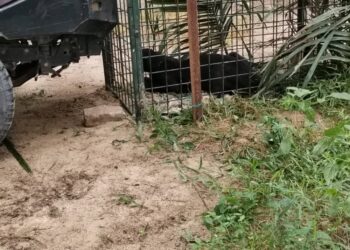 HARIMAU kumbang yang masuk perangkap yang dipasang Perhilitan di Perlop 5, Sungai Siput. - UTUSAN