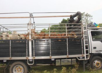 SEBANYAK 13 ekor lembu dan sebuah lori dirampas berikutan tangkapan empat suspek dalam kes kecurian ternakan di Kampung Paya Gunung di Jerantut, Pahang.