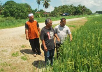 PESAWAH meninjau keadaan padi yang akan mula dituai tiga minggu lagi di Paya Luboh, Tangga Batu, Melaka. UTUSAN/AMRAN MULUP