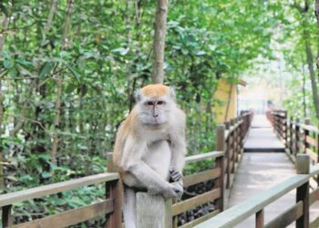 Sudah bertahun negara ini merdeka, kita masih nak ‘susukan’ si kera. - Gambar hiasan.