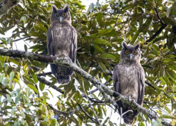 DUSKY Eagle-Owl merupakan antara spesies burung jarang ditemui berjaya direkodkan oleh pemerhati burung di Wang Kelian, Perlis, baru-baru ini. -UTUSAN/HUZAIRI ABD HALIM