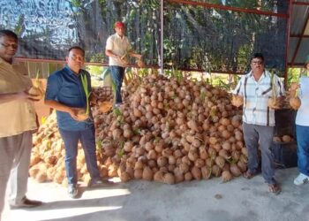 PEMBEKAL di Bagan Datuk, Perak menunjukkan lambakan kelapa yang sudah bercambah akibat saingan kelapa Indonesia. – UTUSAN/AIN SAFRE BIDIN