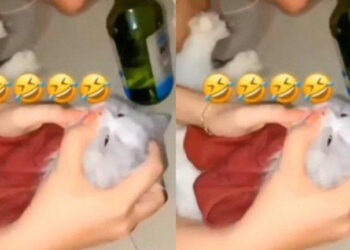TANGKAP layar video tular kucing diberi minuman keras oleh tiga wanita di Padang, Sumatera Barat.-AGENSI