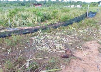 SEBAHAGIAN tanaman nanas milik Zainul Ismail dimusnahkan kawanan gajah liar di Lembah Pertanian Gelanggi, Pulau Tawar di Jerantut, Pahang.