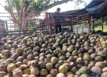 KELAPA kategori buah-buahan paling banyak digunakan oleh penduduk negara ini tahun lalu. – GAMBAR HIASAN