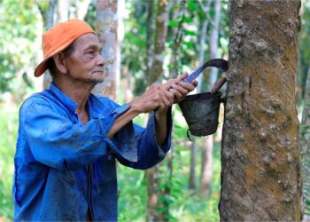 PEKEBUN kecil terus menjadi penyumbang utama pengeluaran getah asli negara. – UTUSAN/KAMARUL BISMI KAMARUZAMAN