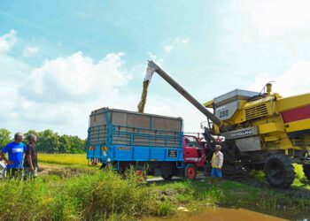 PESAWAH melihat hasil padi yang dipindahkan daripada mesin padi ke lori sebelum dibawa ke pusat jualan di Kampung Alor Redis, Arau, Perlis. – MINGGUAN/IZLIZAN OTHMAN