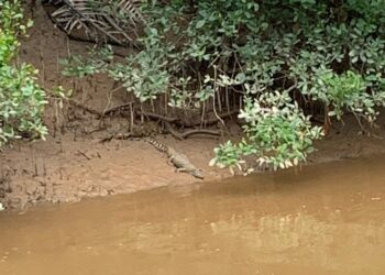 KELIBAT seekor buaya dilihat berhampiran Pangkalan Nelayan Kuala Sungai Baru, Alor Gajah, Melaka. – UTUSAN/AMRAN MULUP