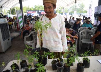 SEORANG lelaki menunggu giliran untuk mendaftar mendapatkan bekalan ubat berasaskan ganja di Buriram, Thailand. - AFP