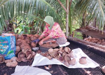 NORIA Ahmad mengorek isi kelapa untuk dijadikan salai dan minyak masak ketika ditemui di Selekoh, Bagan Datuk, Perak semalam. – UTUSAN/AIN SAFRE BIDIN