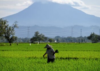 SEORANG petani menanam padi di Samahani di wilayah Aceh, Indonesia. - AFP