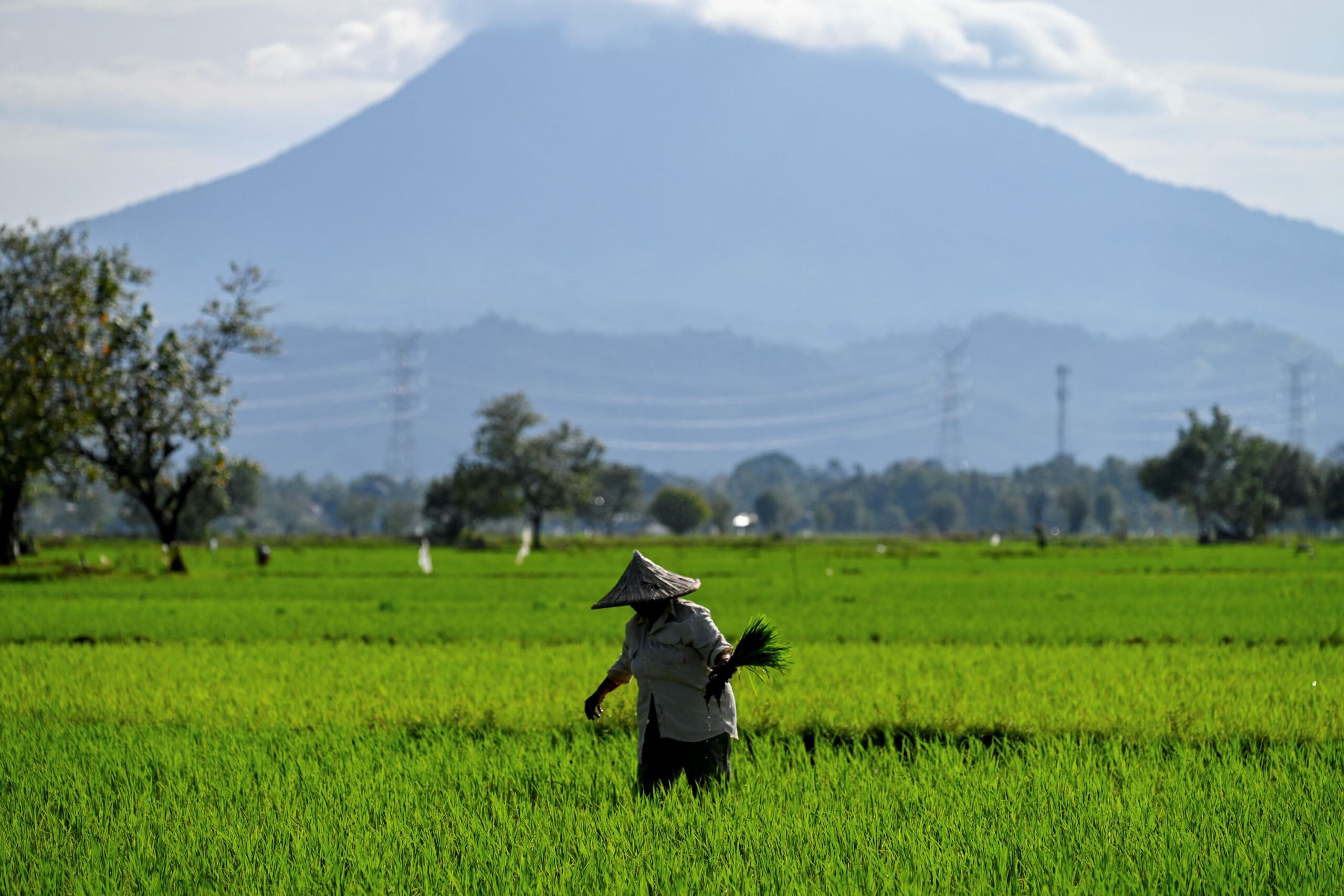Kementerian Perdagangan Indonesia jamin bekalan beras mencukupi