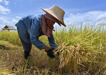 HARGA beras di Thailand naik mendadak sehingga merunsingkan penduduknya, namun pada masa sama meningkatkan ekonomi negara tersebut. - AFP