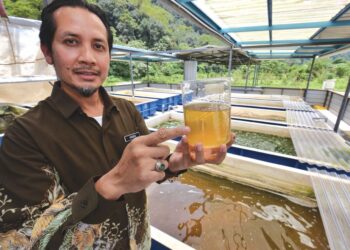 HANAN Mohd. Yusof menunjukkan Moina sp. yang diternak dan sedia untuk dituai ketika ditemui Utusan Malaysia di Institut Penyelidikan Perikanan (IPP) Glami Lemi, Jelebu.-UTUSAN/MOHD. SHAHJEHAN MAAMIN.