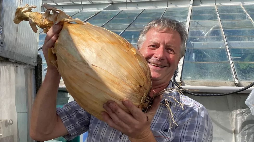 Petani UK tanam bawang terbesar di dunia