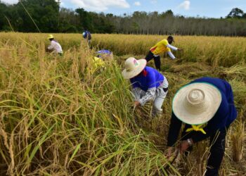 PENDUDUK menuai padi di kawasan sawah Naratahiwat di selatan Thailand.-AFP