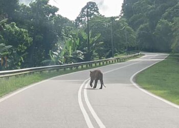 KELIBAT harimau belang yang sempat dirakam oleh pemandu lori ais semasa menggunakan laluan jalan Bukit Meranto, Gua Musang, Kelantan.