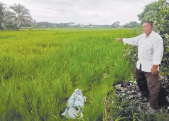 MASROL Sukil menunjukkan kawasan sawah yang diusahakan beliau dan penduduk di Sungai Manik, Pasir Salak, Perak. – UTUSAN/AIN SAFRE BIDIN