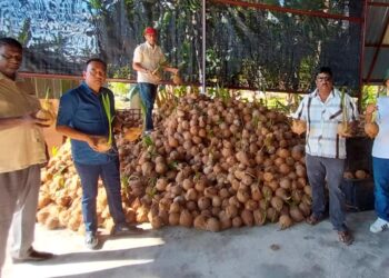 PEMBEKAL menunjukkan lambakan kelapa yang sudah bercambah akibat saingan kelapa Indonesia ketika ditemui di Bagan Datuk. - UTUSAN/AIN SAFRE BIDIN