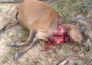 BANGKAI lembu dipercayai dibaham harimau belang dijumpai di Kampung Air Panas, Gerik hari ini. - UTUSAN