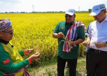 MUHAMMAD Sanusi Md. Nor (tengah) melihat benih padi ketika hadir ke Majlis Perasmian Tuaian Projek Padi Benih Smart SBBA Lembaga Zakat Negeri Kedah di Padang Lumat, Yan. - UTUSAN/ SHAHIR NOORDIN