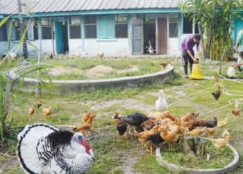 PARA pesakit diberi pendedahan kemahiran seperti menternak ayam semasa menghuni Hospital Bahagian Ulu Kinta, Tanjung Rambutan. 
– mingguan/MUHAMAD NAZREEN SYAH MUSTHAFA