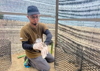 PEGAWAI Biologi WWF Malaysia, Muhammad Zaid Nasir menunjukkan salah seekor anak tuntung yang ditetaskan di Kontena Tuntung, Kampung Mangkuk, Setiu, hari ini. - UTUSAN/TENGKU DANISH BAHRI TENGKU YUSOFF