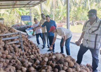 PEKEBUN menunjukkan lambakan kelapa yang tidak terjual berikutan harga rendah kerana saingan kelapa Indonesia ketika tinjauan di Bagan Datuk. - UTUSAN/AIN SAFRE BIDIN