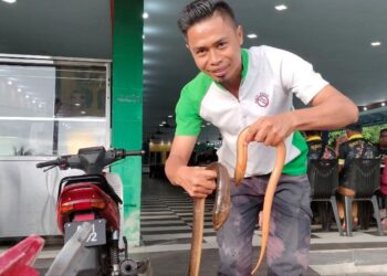 SAHARUDIN Itam menunjukkan belut yang dibeli daripada penduduk sebelum dijual di luar Perak. - UTUSAN/WAT KAMAL ABAS