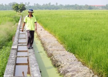 SAIPOL Bahri Sahlan membersihkan lalang tumbuh dalam palong air yang terletak di tengah-tengah membahagikan dua kawasan sawah kiri dan kanan, dekat Kampung Sawah Sempadan, Tanjong Karang di Kuala Selangor, Selangor. - UTUSAN / SADDAM YUSOFF
