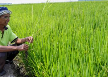 PENYUSUTAN hasil padi ketIka ini dikatakan menjadi satu masalah global.-GAMBAR HIASAN