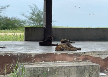 ANJING liar dilihat berkumpul di atas pondok yang sebelum ini adalah tempat berkelah di Pantai Bisikan Bayu Semerak, Pasir Puteh, Kelantan. -  UTUSAN/TOREKSULONG