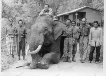 LOKIMALA dibawa masuk dari Assam, India pada 27 Jun 1974.