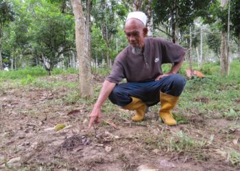NIK Arifin Nik Muhammad menunjukkan kesan darah lembu betinanya yang mati diserang gajah liar di Kampung Awek, RPT Kesedar Sungai Terah, Gua Musang, Kelantan. - UTUSAN/AIMUNI TUAN LAH
