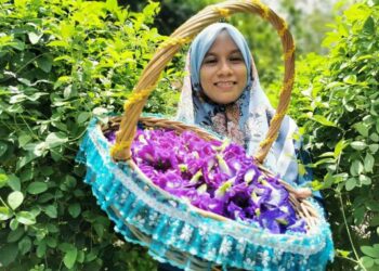 NOR Hasmidar Hamzah menunjukkan bunga telang yang dipetik untuk dijual di Kampung Gong Penaga, Besut. - UTUSAN/KAMALIZA KAMARUDDIN