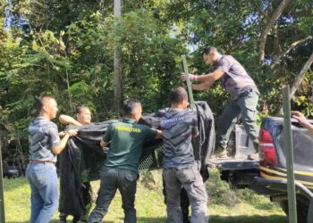 KAKITANGAN Jabatan Perhilitan mengangkat perangkap yang dimasuki seekor harimau kumbang di Kampung Beting Ulu, Kuala Pilah pagi tadi.-UTUSAN/NOR AINNA HAMZAH.