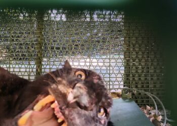 SEEKOR harimau kumbang yang berjaya ditangkap selepas masuk ke dalam perangkap yang dipasang oleh pihak Jabatan Perhilitan Negeri Sembilan di Kampung Beting Ulu, Kuala Pilah pagi tadi.-UTUSAN/NOR AINNA HAMZAH.