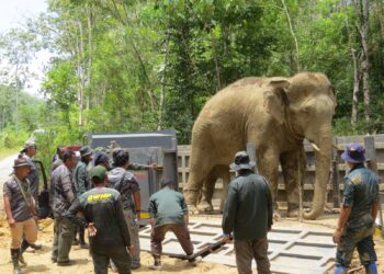KAKITANGAN Perhilitan berusaha keras memindahkan gajah jantan liar yang dikenali sebagai Pok Mudo Subong berjaya dipindahkan di Kampung Subong, Gua Musang, Kelantan, hari ini. UTUSAN/AIMUNI TUAN LAH