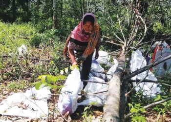 NORMAWATI Sabda menunjukkan pokok cempedak yang tumbang selepas diceroboh gajah di Kampung Hulu Sat, Hulu Terengganu. 
– UTUSAN/NOOR HAYATI MAMAT.