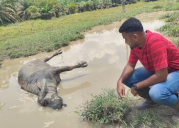 G. Yoovan Kumar menunjukkan salah seekor dari sembilan ekor ternakan kerbau miliknya yang mati di sekitar ladang kelapa sawit di Kampung Barisan, Sua Betong, Linggi, Port Dickson hari ini.-UTUSAN/NOR AINNA HAMZAH.