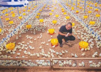 MUHAMMAD Norsyahidin Abu Hasan memeriksa anak ayam yang diternak di ladang tertutup di Kampung Temala, Marang, Terengganu, semalam. – UTUSAN/PUQTRA HAIRRY ROSLI