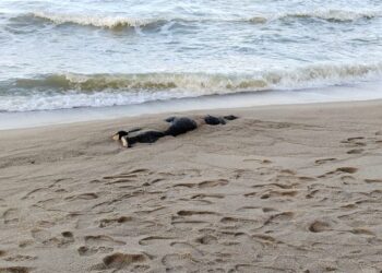 MAYAT seorang wanita dijumpai dalam keadaan tertiarap dan terbenam dalam pasir di Pantai Puteri, Tanjung Kling, Melaka.